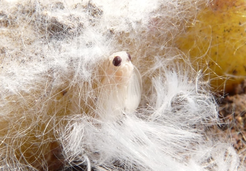 Ospiti delle formiche Myrmica: Cixiidae Reptalus sp.